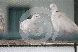 White dove in the cage