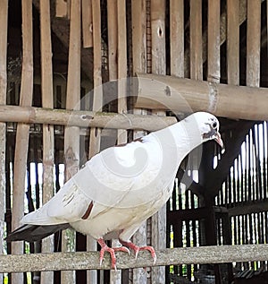 White dove in the cage
