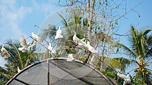 White dove in a cage, wildlife