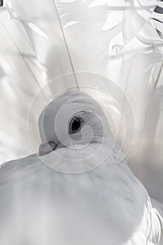 White dove closeup