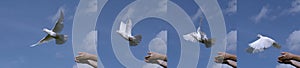 White Dove, Columba livia, Adult in flight, Taking off from Hands, Normandy