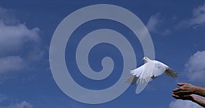 White Dove, Columba livia, Adult in flight, Taking off from Hands, Normandy in France