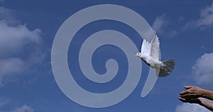 White Dove, Columba livia, Adult in flight, Taking off from Hands, Normandy in France