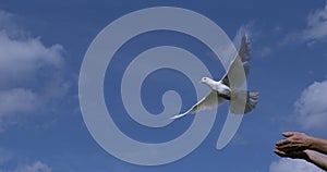 White Dove, Columba livia, Adult in flight, Taking off from Hands, Normandy in France