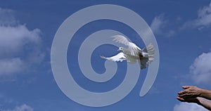 White Dove, Columba livia, Adult in flight, Taking off from Hands, Normandy in France