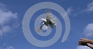 White Dove, Columba livia, Adult in flight, Taking off from Hands, Normandy in France