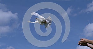 White Dove, Columba livia, Adult in flight, Taking off from Hands, Normandy in France