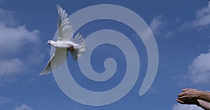 White Dove, Columba livia, Adult in flight, Taking off from Hands, Normandy in France