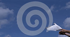 White Dove, Columba livia, Adult in flight, Taking off from Hands, Normandy in France