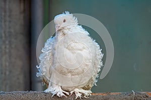 White dove with curly feathers on a wooden background