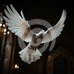 White dove in a dark room evokes a spiritual ambiance