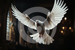 White dove in a dark room evokes a spiritual ambiance