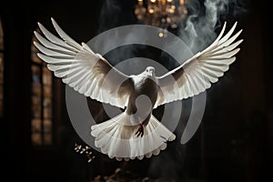 White dove in a dark room evokes a spiritual ambiance