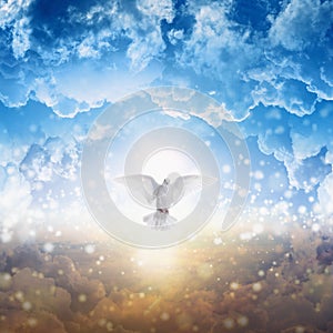 White dove descends from heaven photo