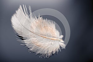 White dove feather
