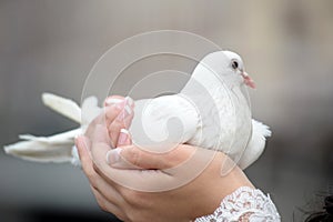 White dove in female hands