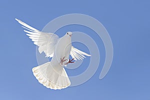 White dove flapping wings flying against a blue sky