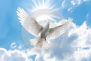a White dove flies against the background of a blue sky with clouds.