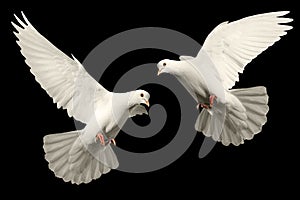 White dove flies