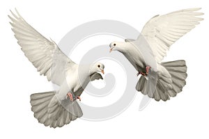 White dove flies