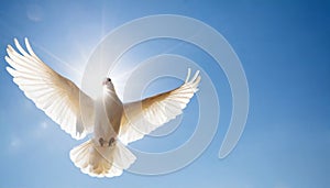 White dove flies in front of the sun in blue sky