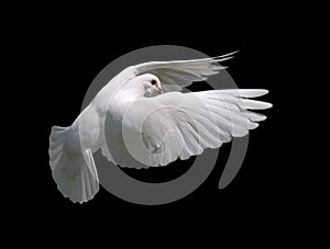 Bílý holubice v let 10 