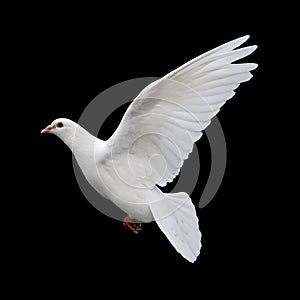 Bílý holubice v let 11 