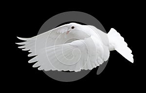 White Dove in Flight 12