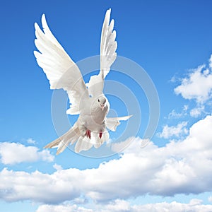 Bílý holubice v let 