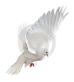 White dove in flight photo