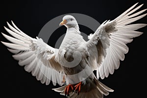 white dove in flight