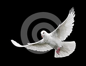 Zadarmo lietajúci biele holubice, izolovaný na čiernom pozadí.