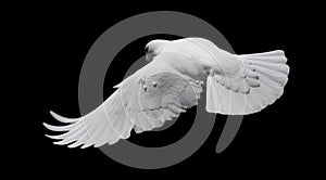 Bílý holubice v let 8 