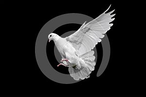 White dove in flight