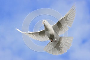 White Dove Flight