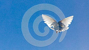 White dove in flight against a blue sky