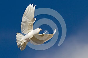 White dove in flight