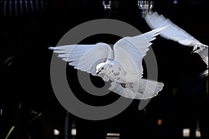 white dove in flight in black background