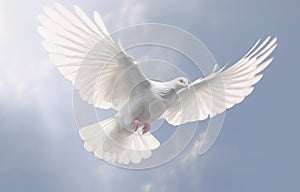 White dove in flight on blue sky background. Freedom and peace concept