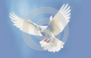 White dove in flight on blue sky background. Freedom and peace concept