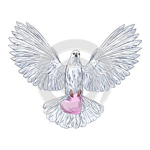 White dove in flight holding pink heart