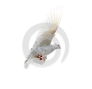 White dove in flight isolated on white background