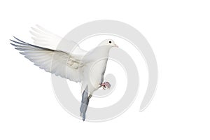 white dove in flight isolated on white background