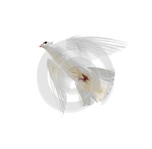 White dove in flight isolated on white background