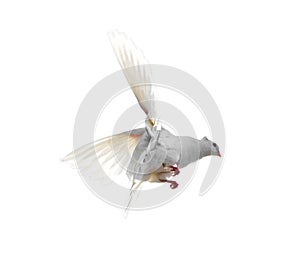 White dove in flight isolated on white background