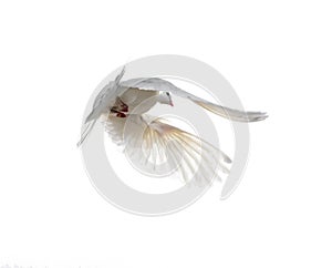 White dove in flight isolated on white background