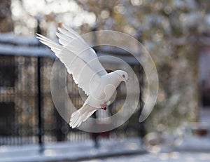 White dove in flight in the park