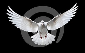 White dove in flight with spread wings, front view, isolated on black background
