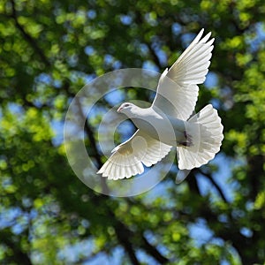 Bianco colomba 