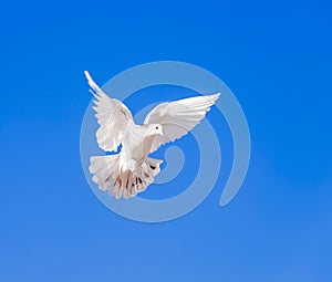 White dove flying